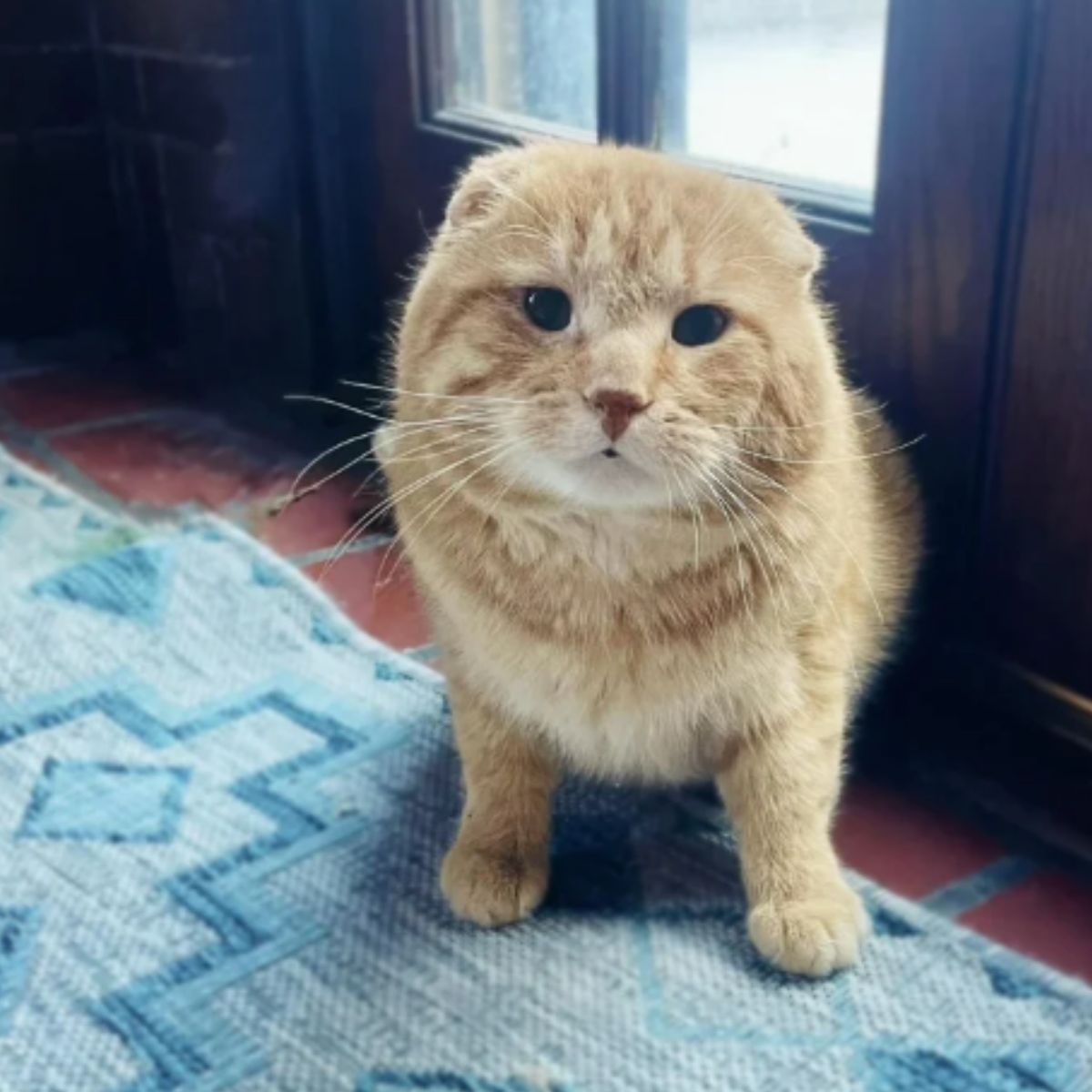 cat in apartment