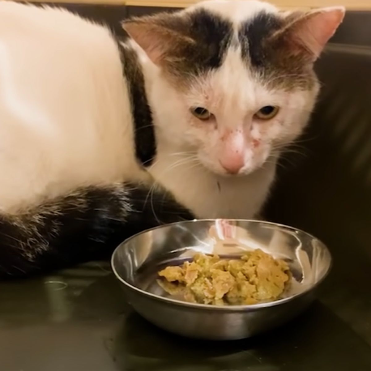 cat in bad condition eating