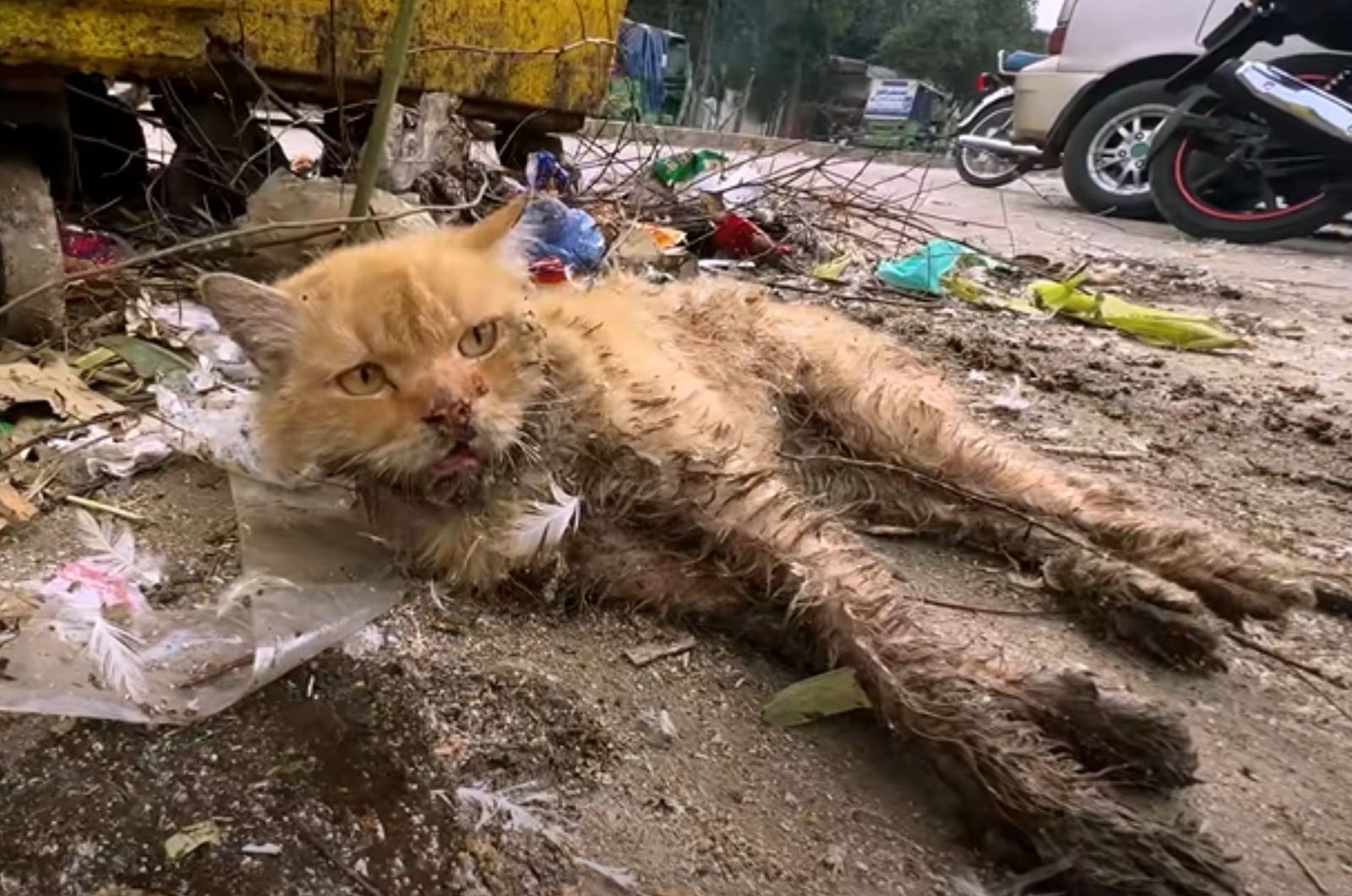 cat in bad condition