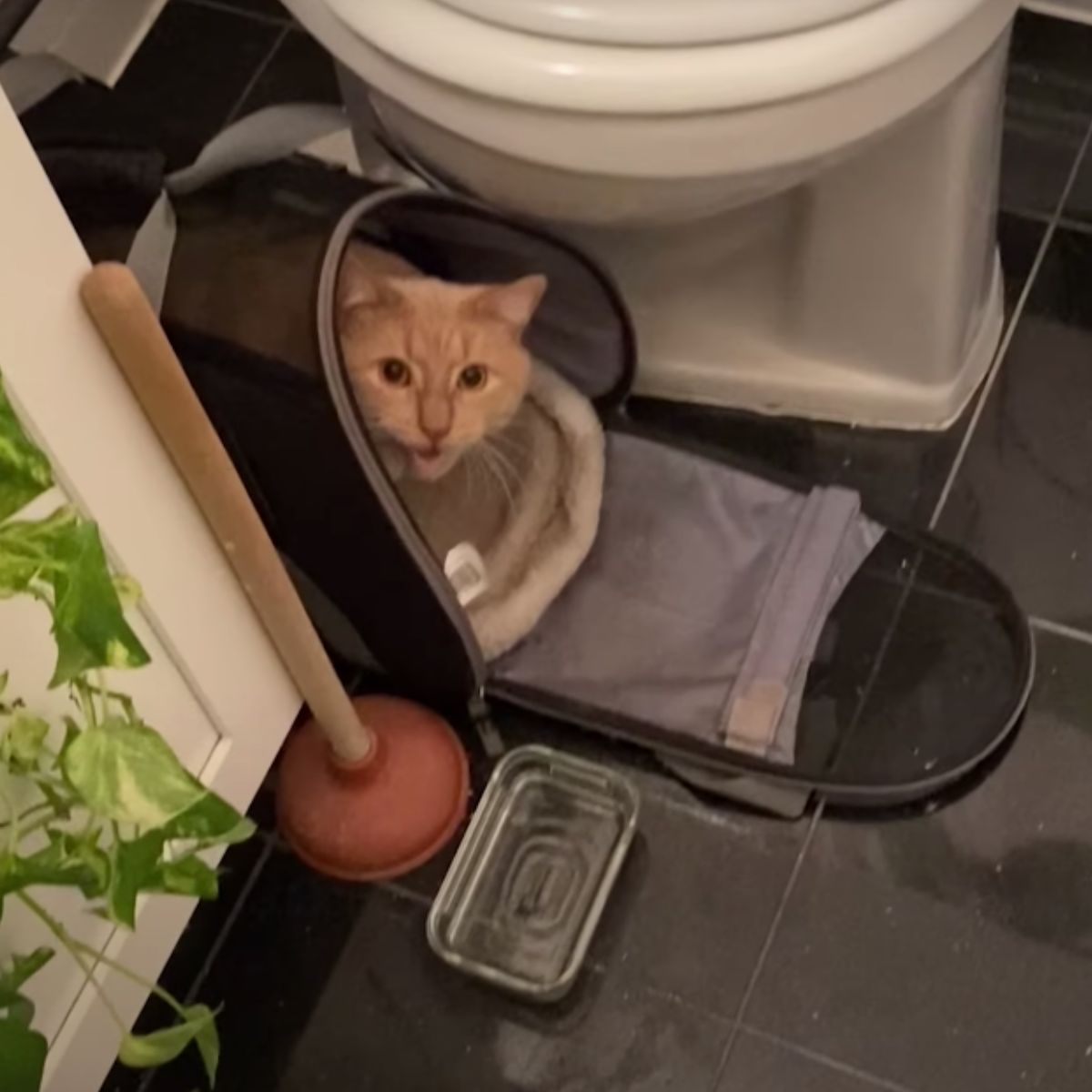 cat in carrier
