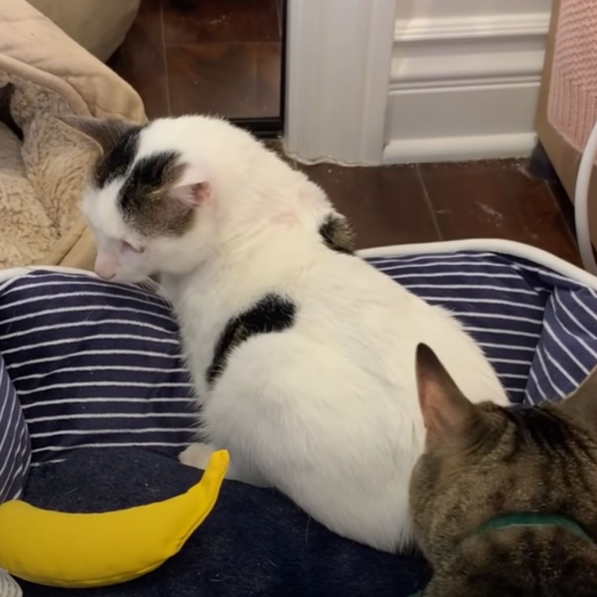 cat in cat bed