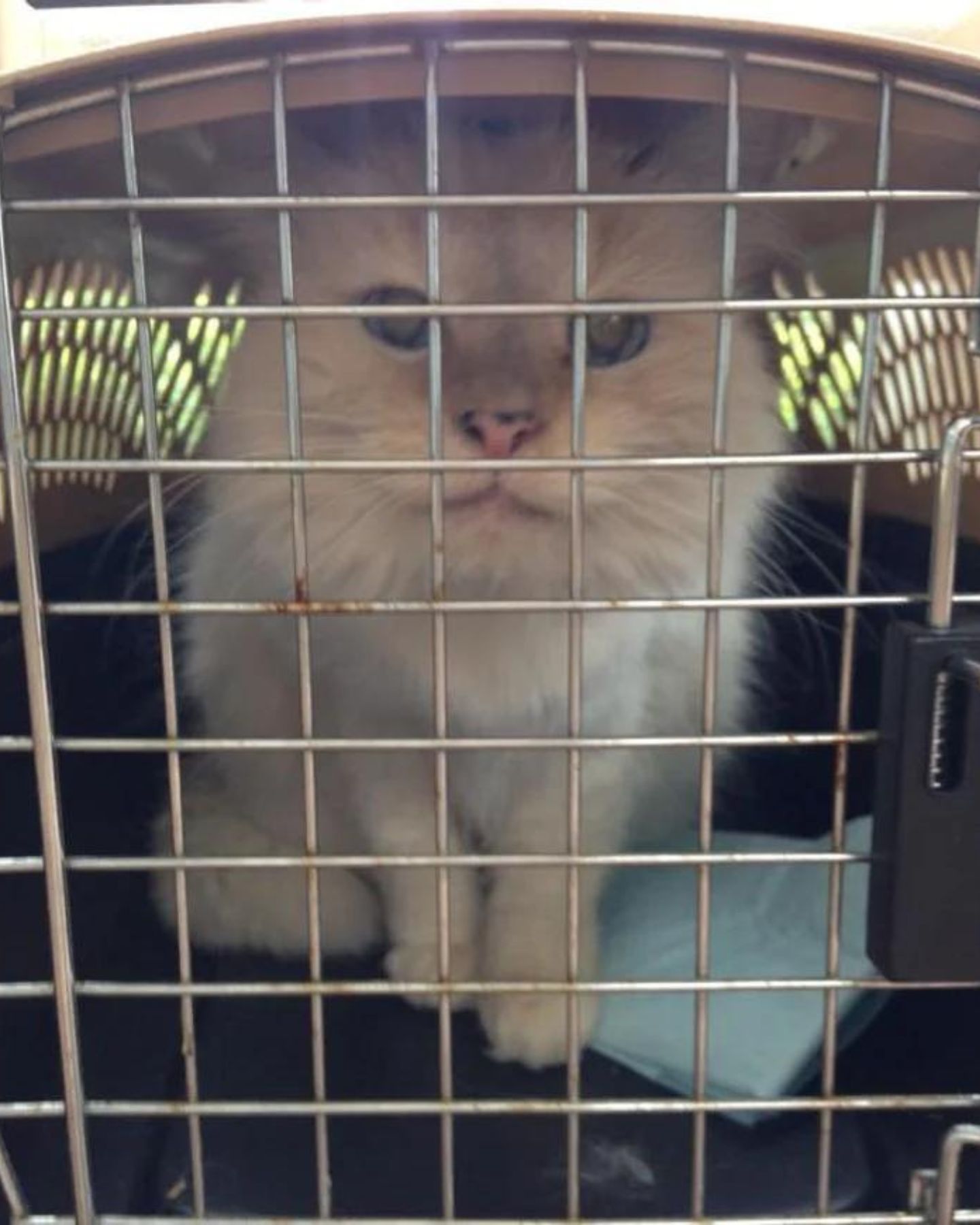 cat in crate