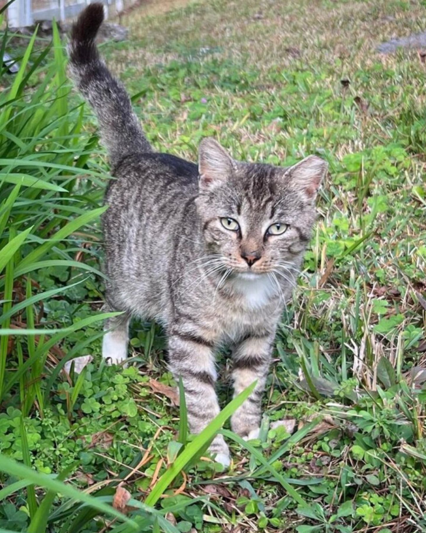cat in grass