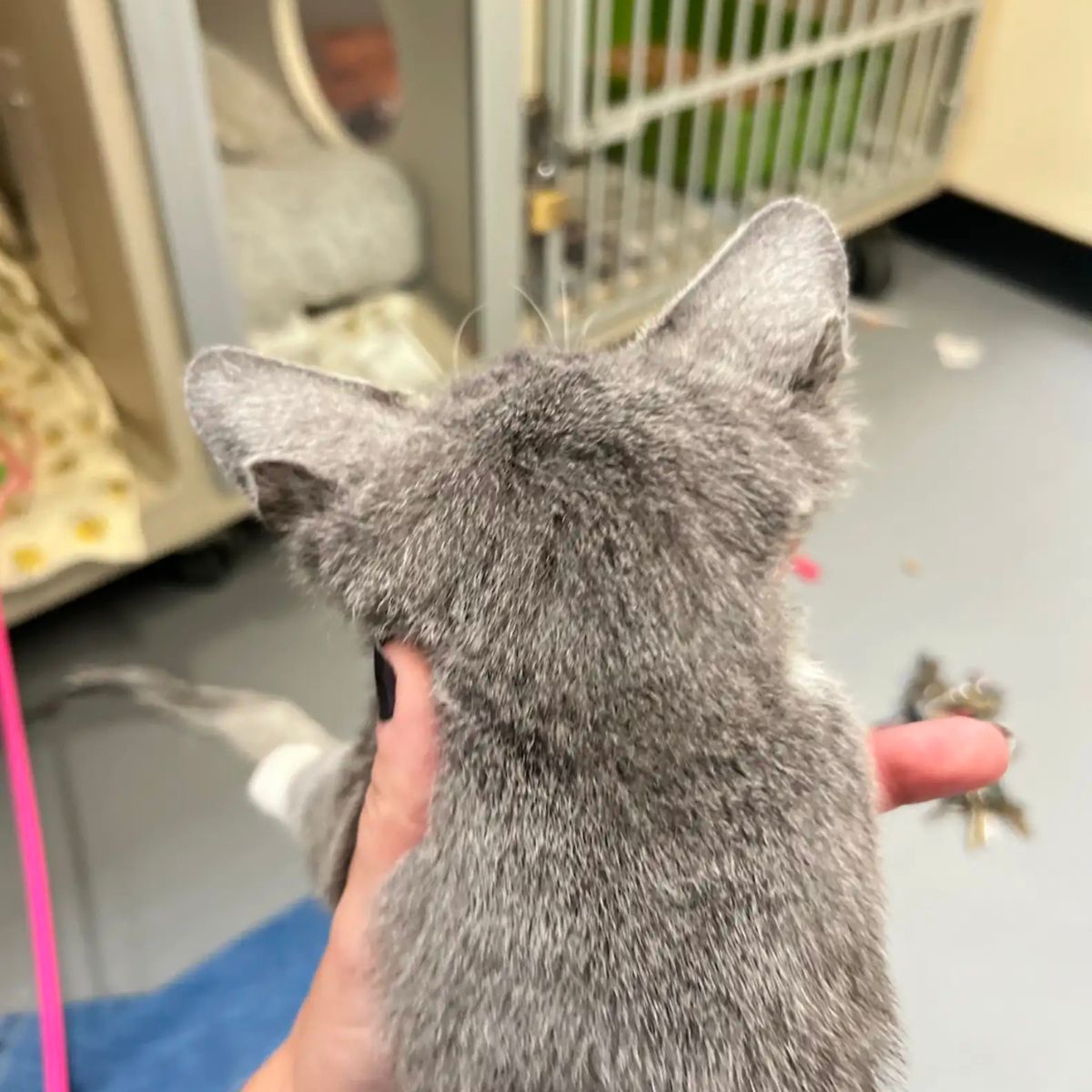 cat in hand