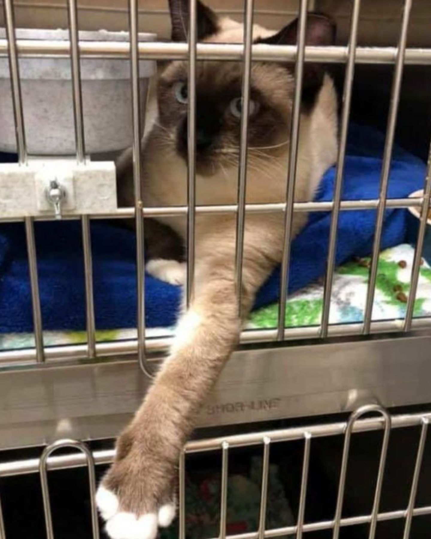 cat in kennel
