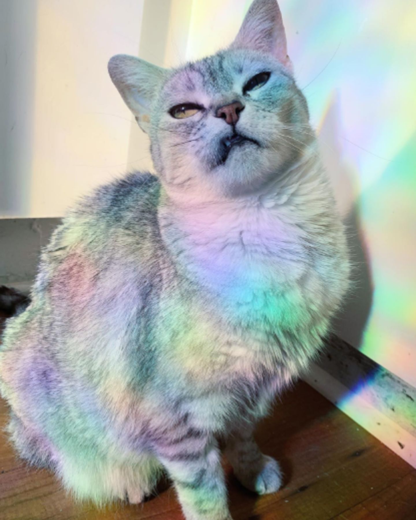 cat in rainbow colors