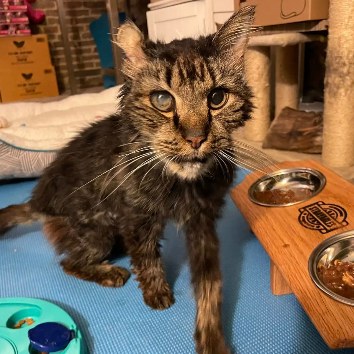 cat in serious condition