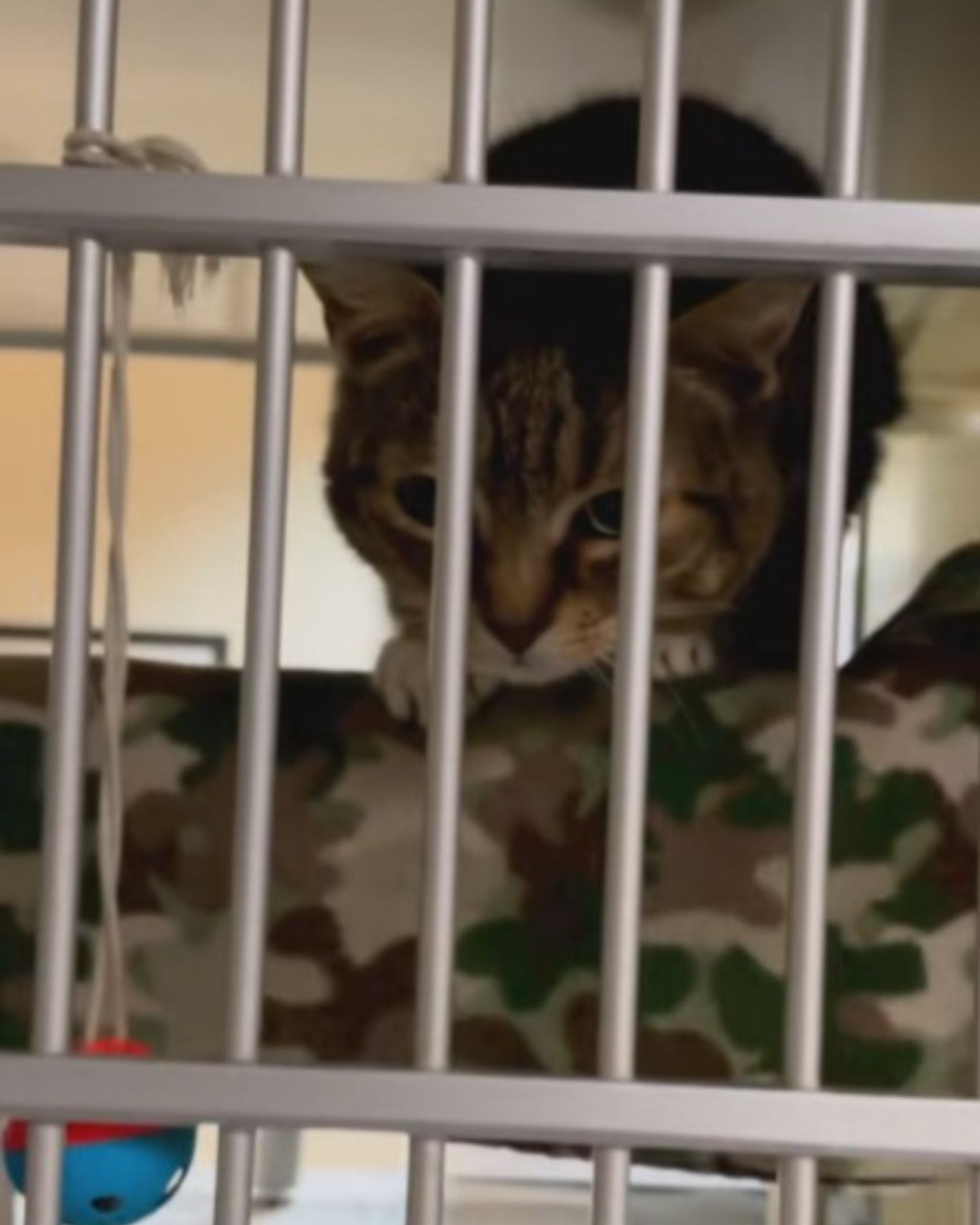 cat in shelter