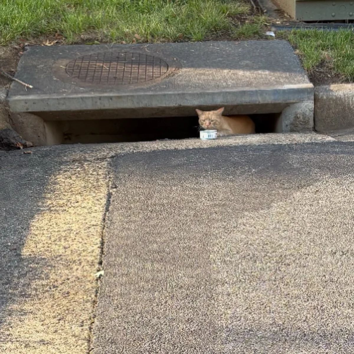 cat in storm drain