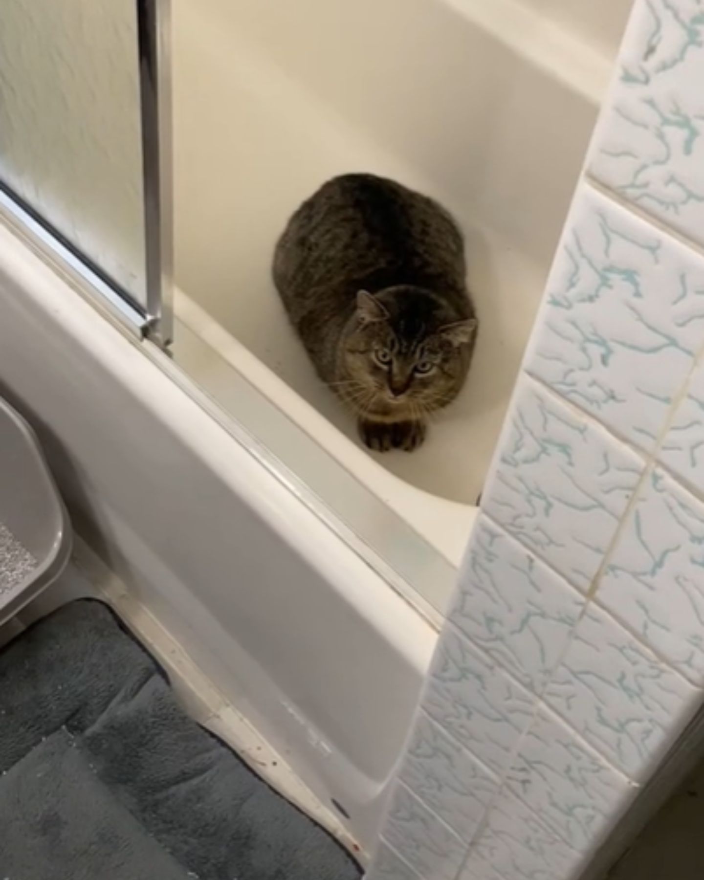 cat in the shower