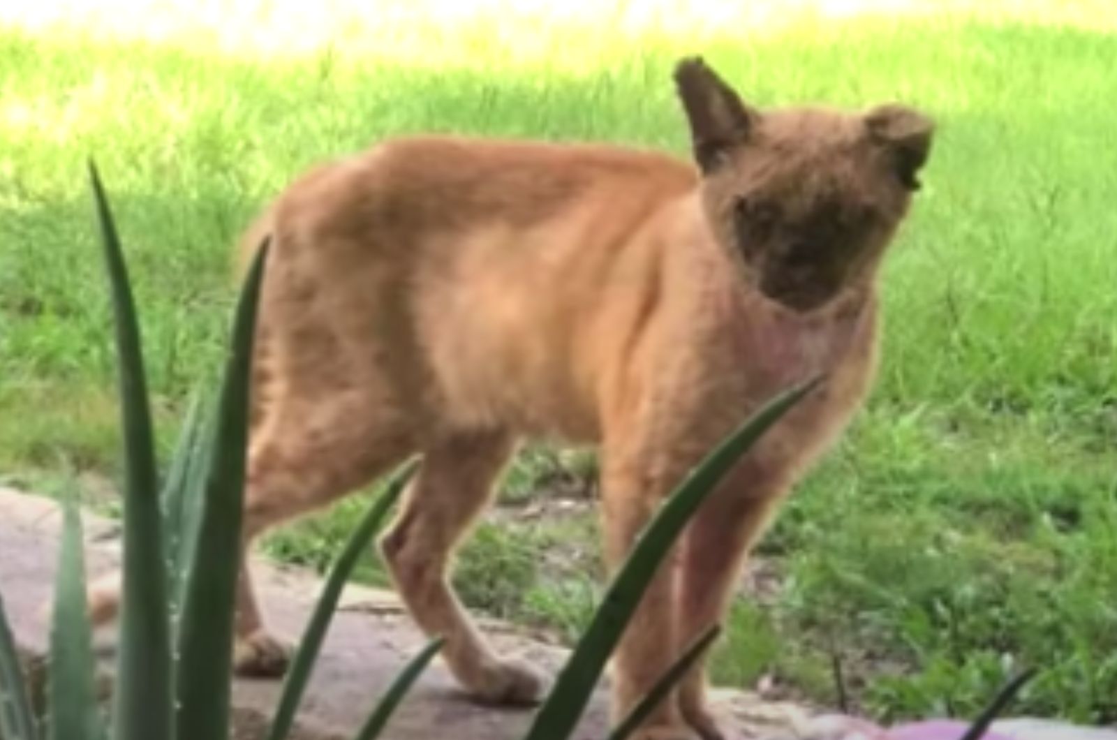 cat in the yard
