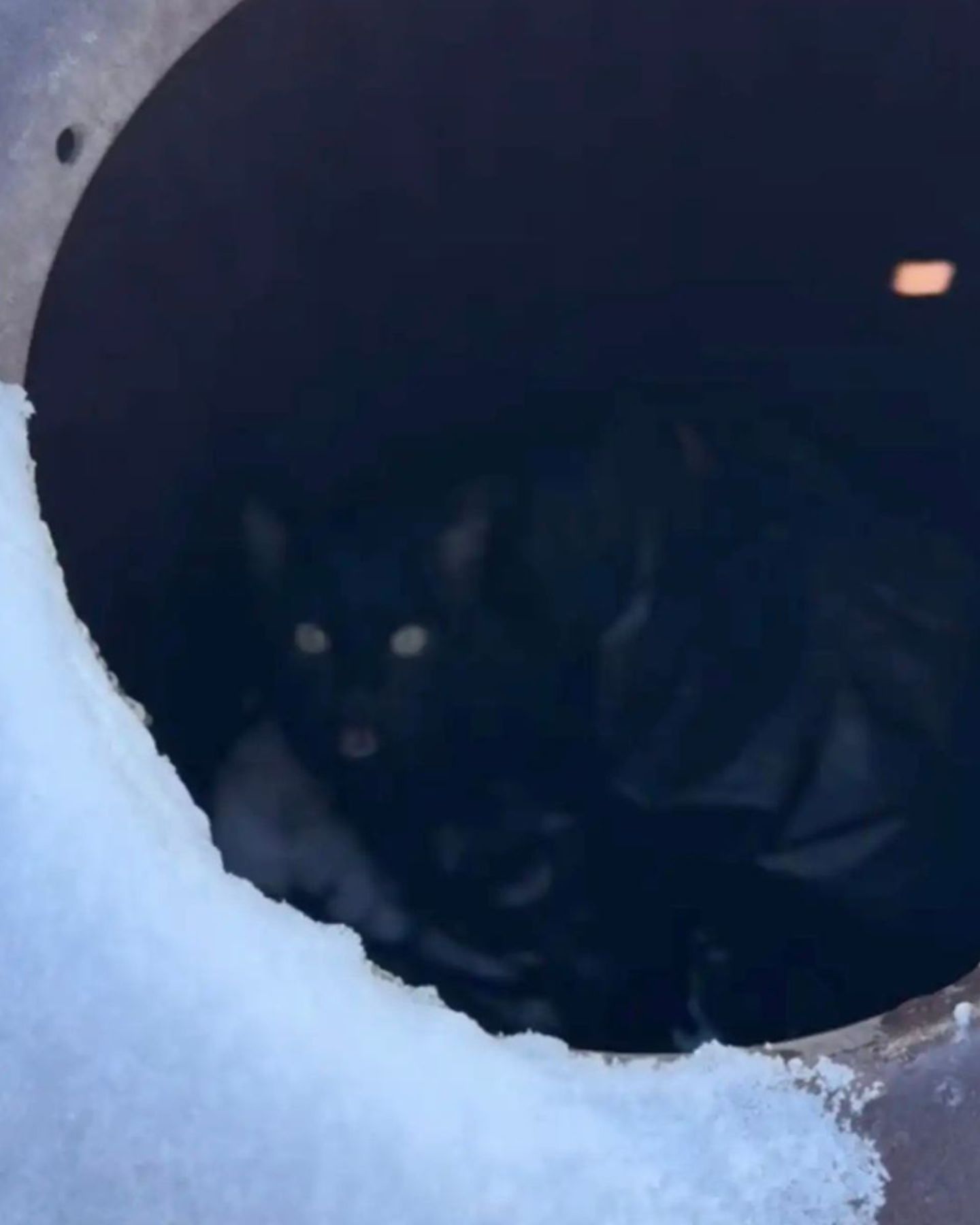 cat in trash can