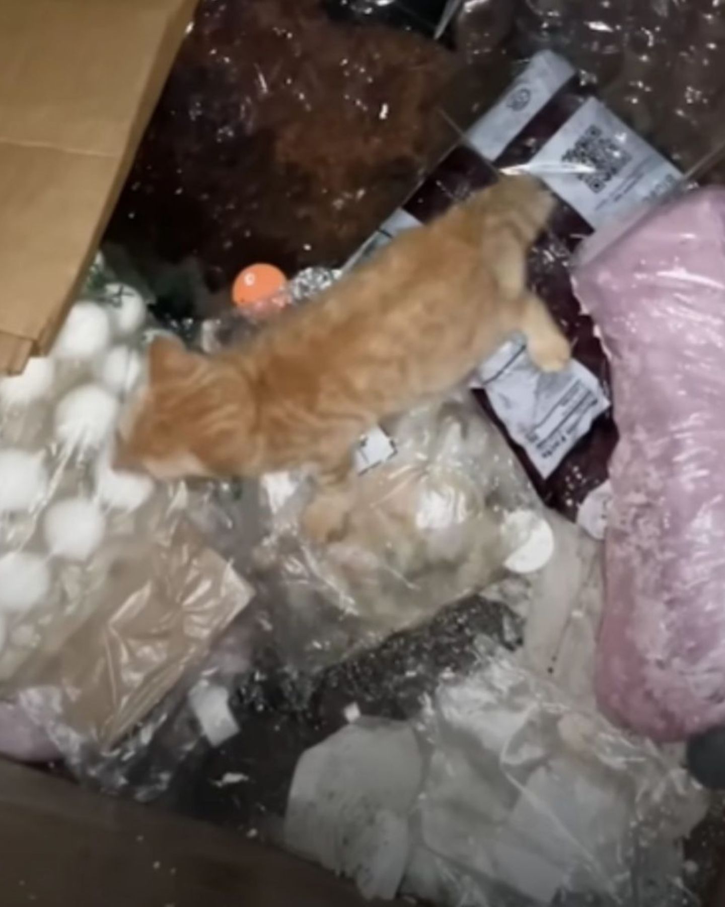 cat in trash