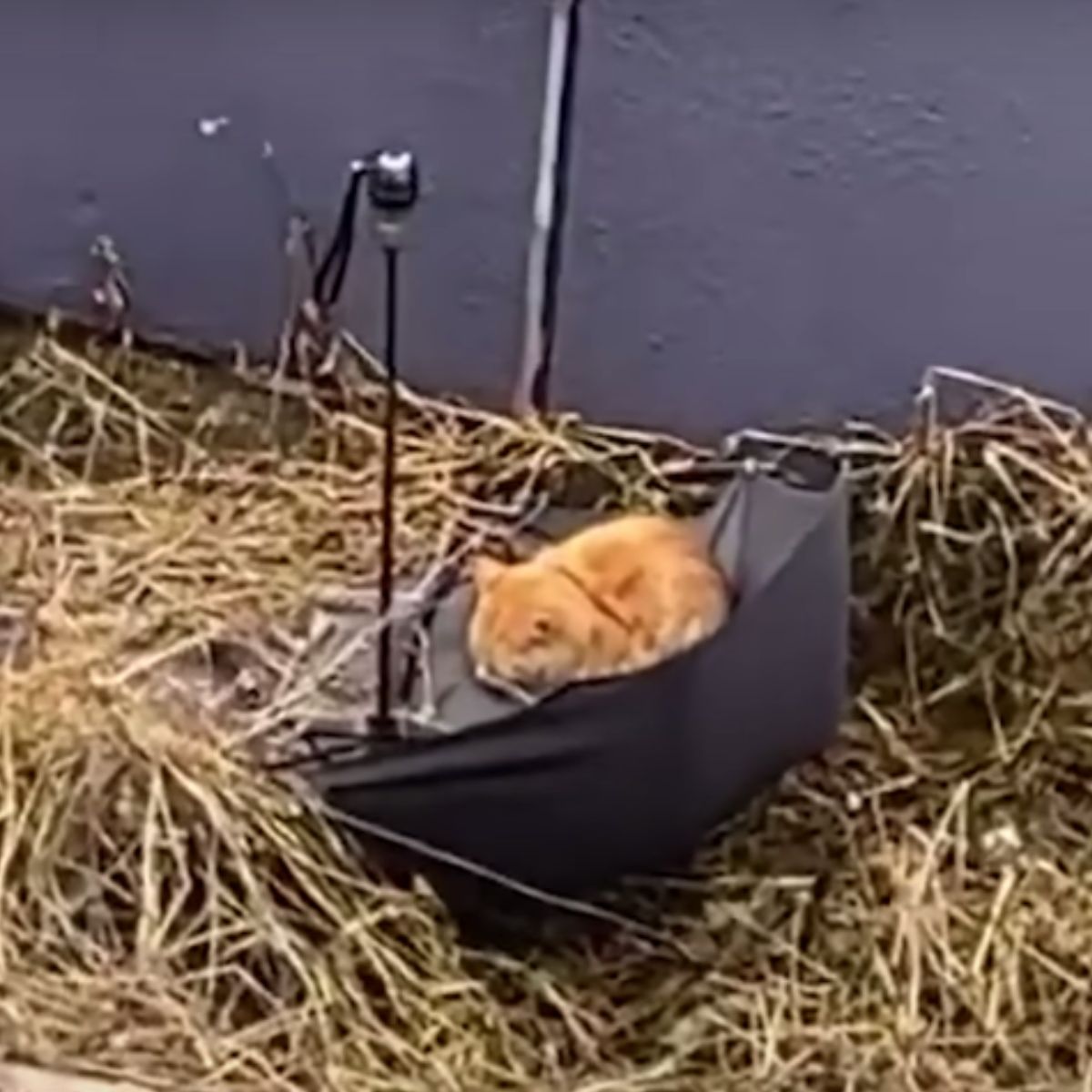 cat in umbrella