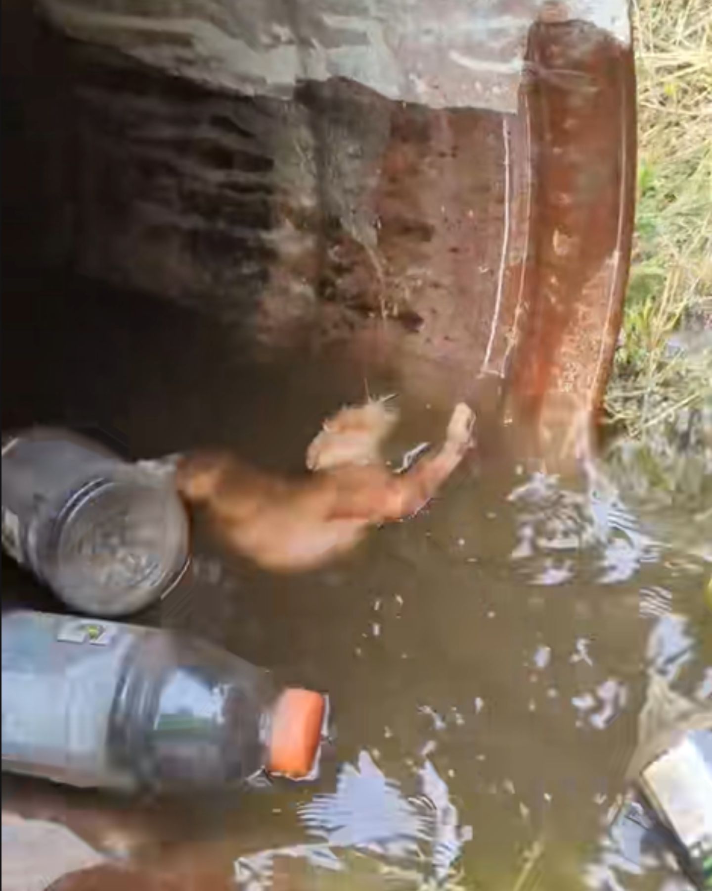 cat in water at a construction site