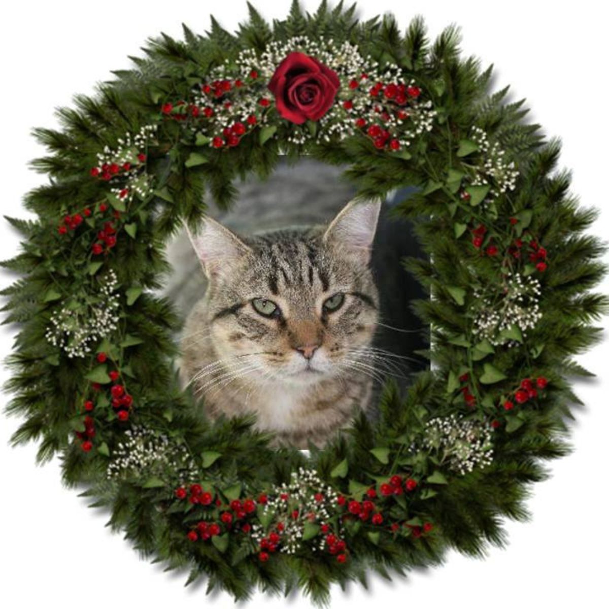 cat in wreath