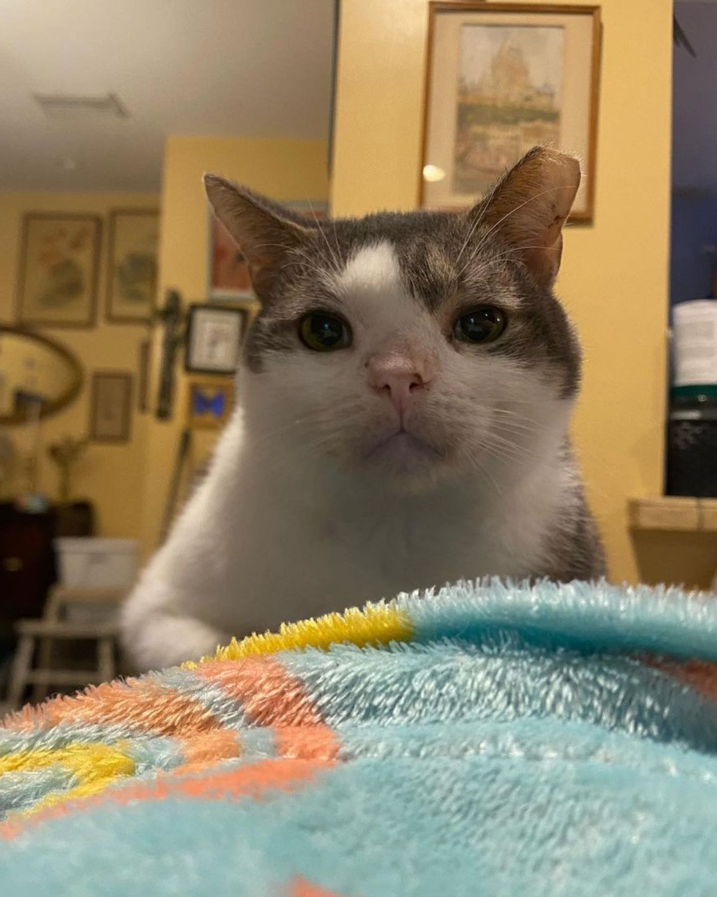 cat indoors