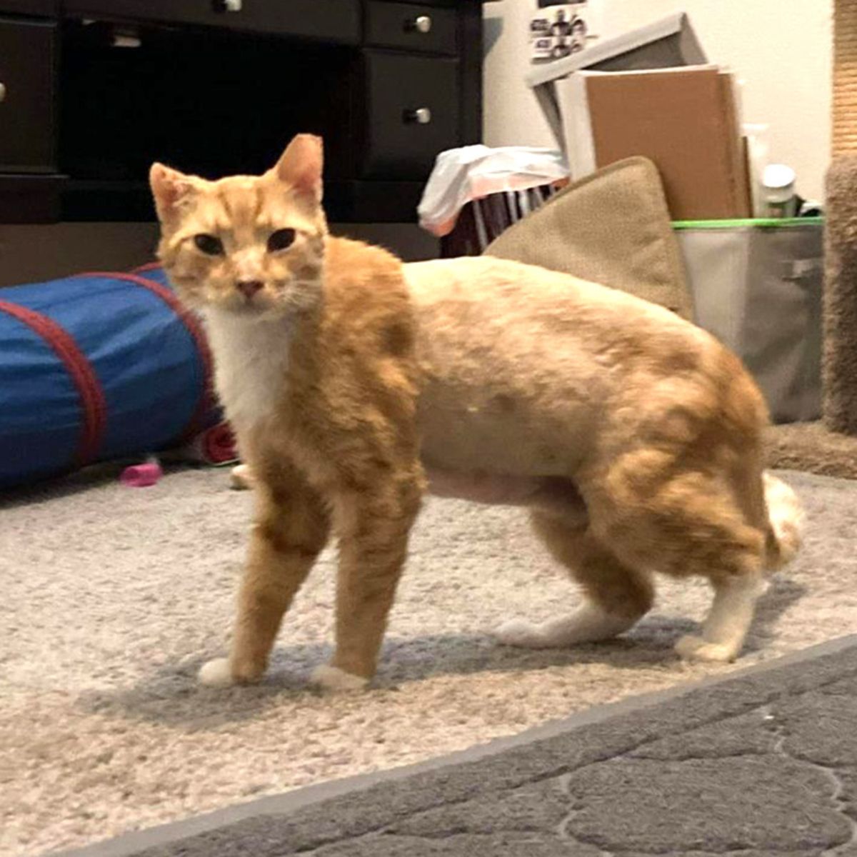 cat indoors
