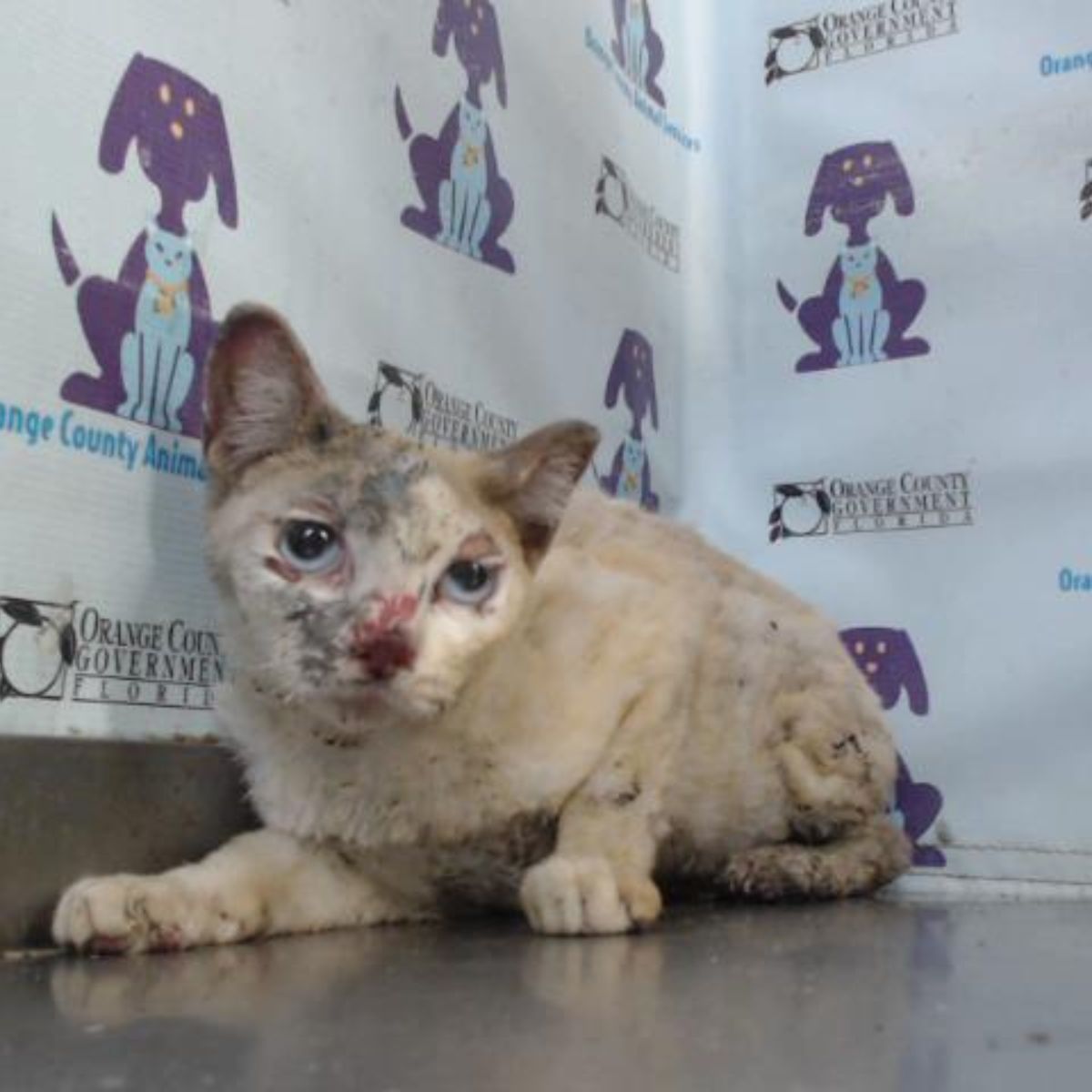 cat injured in fire at the vet