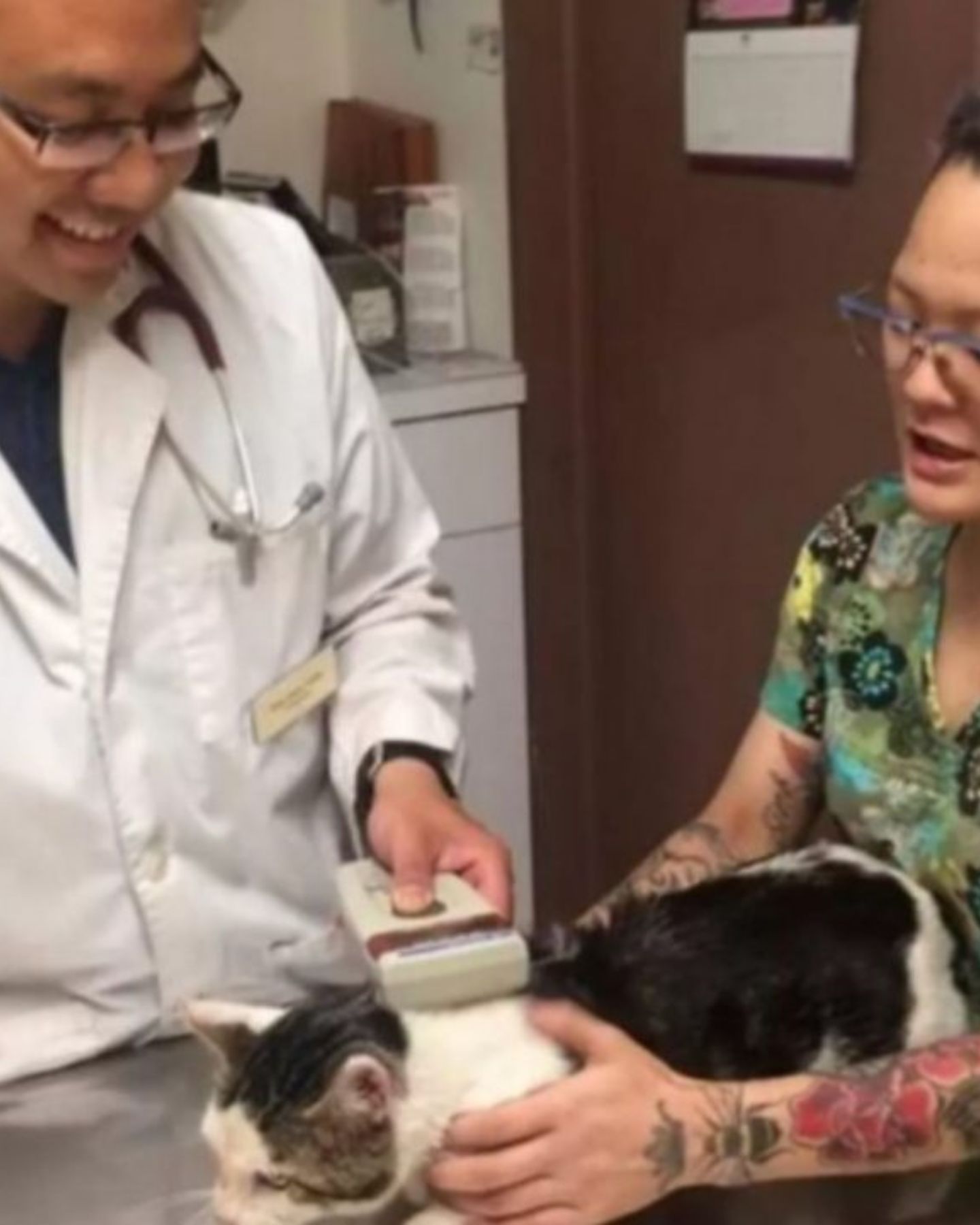 cat is being examined by a veterinarian