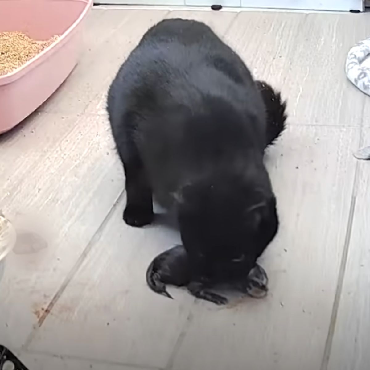cat is carrying a kitten
