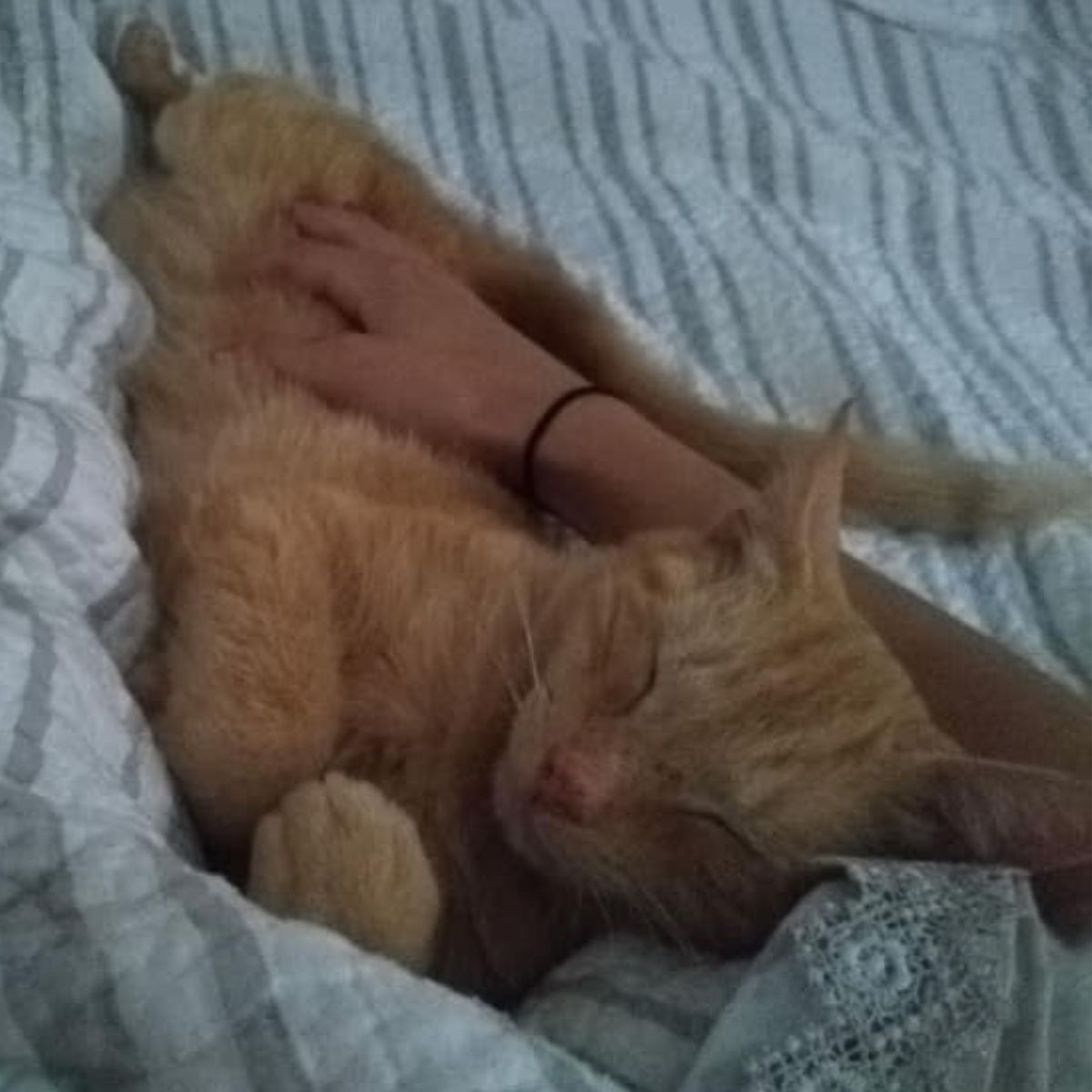 cat is cuddling in the bed