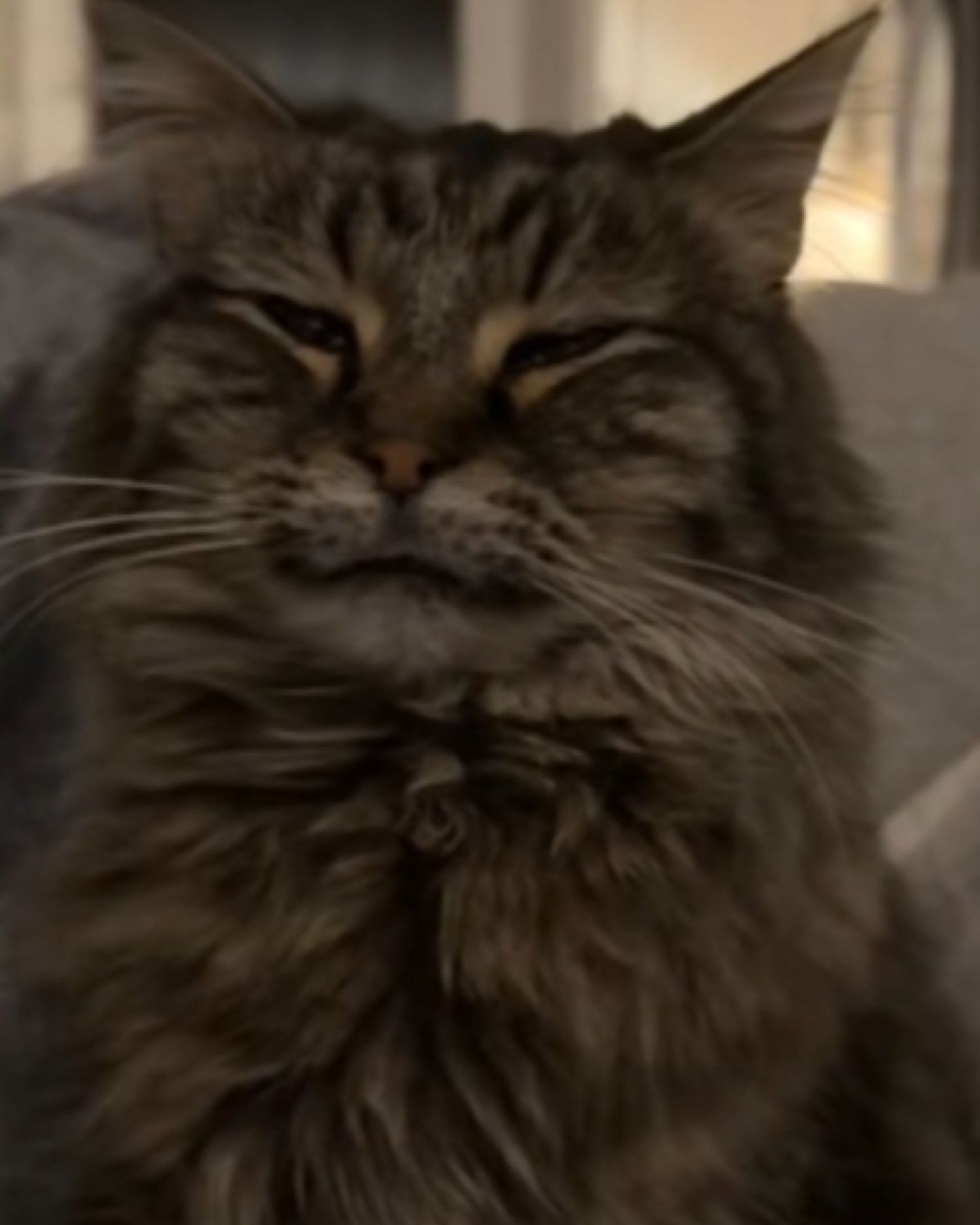 cat is enjoying itself with a smile on its face