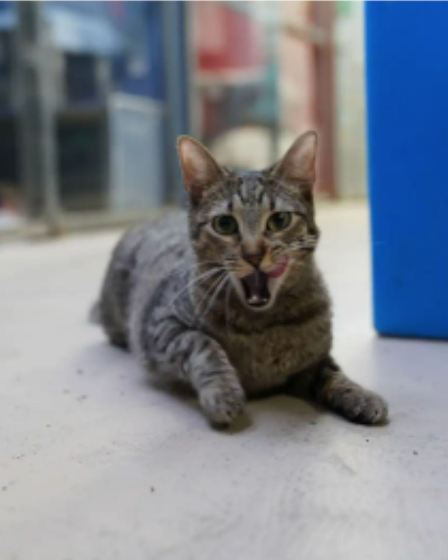 cat is licking itself