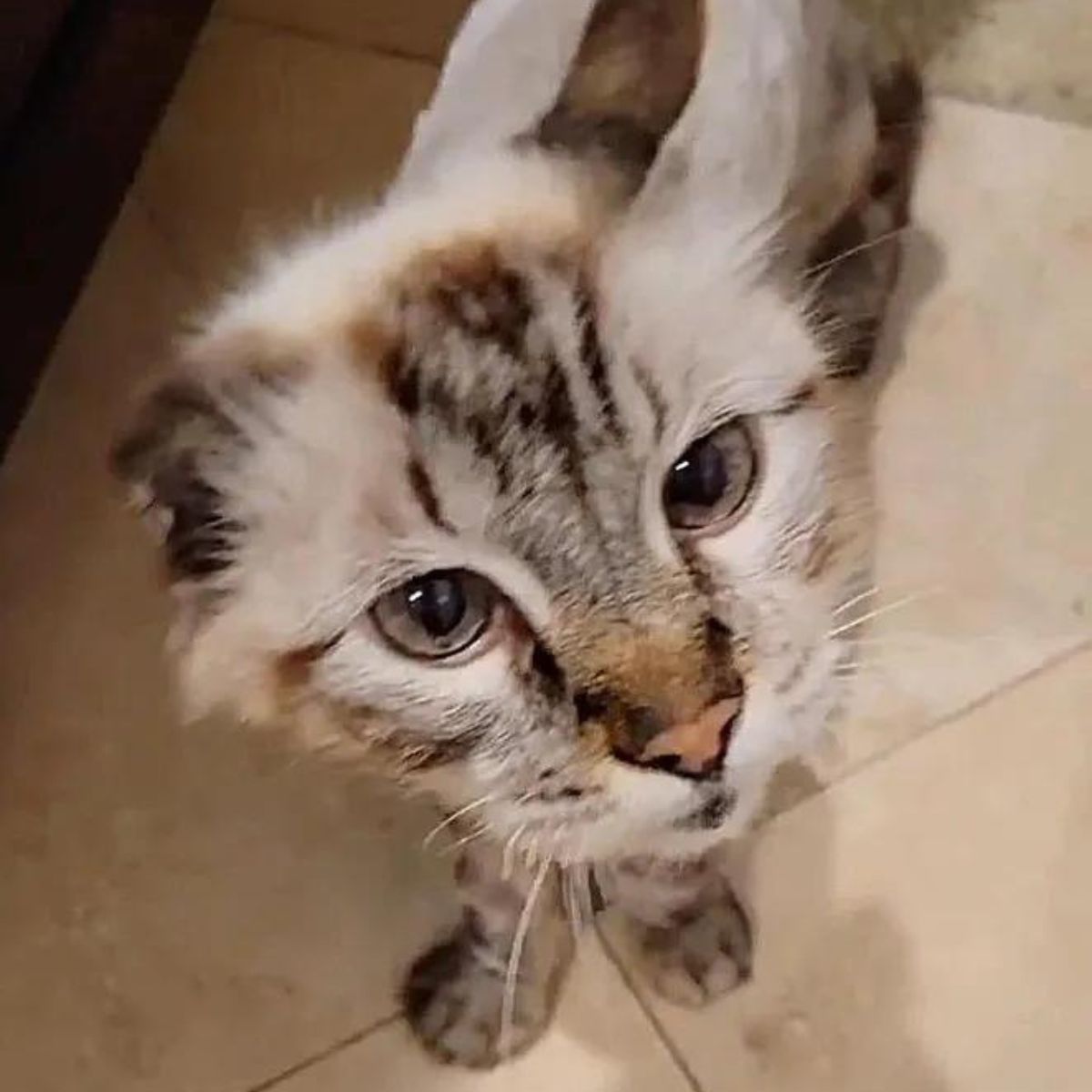cat is looking at the camera