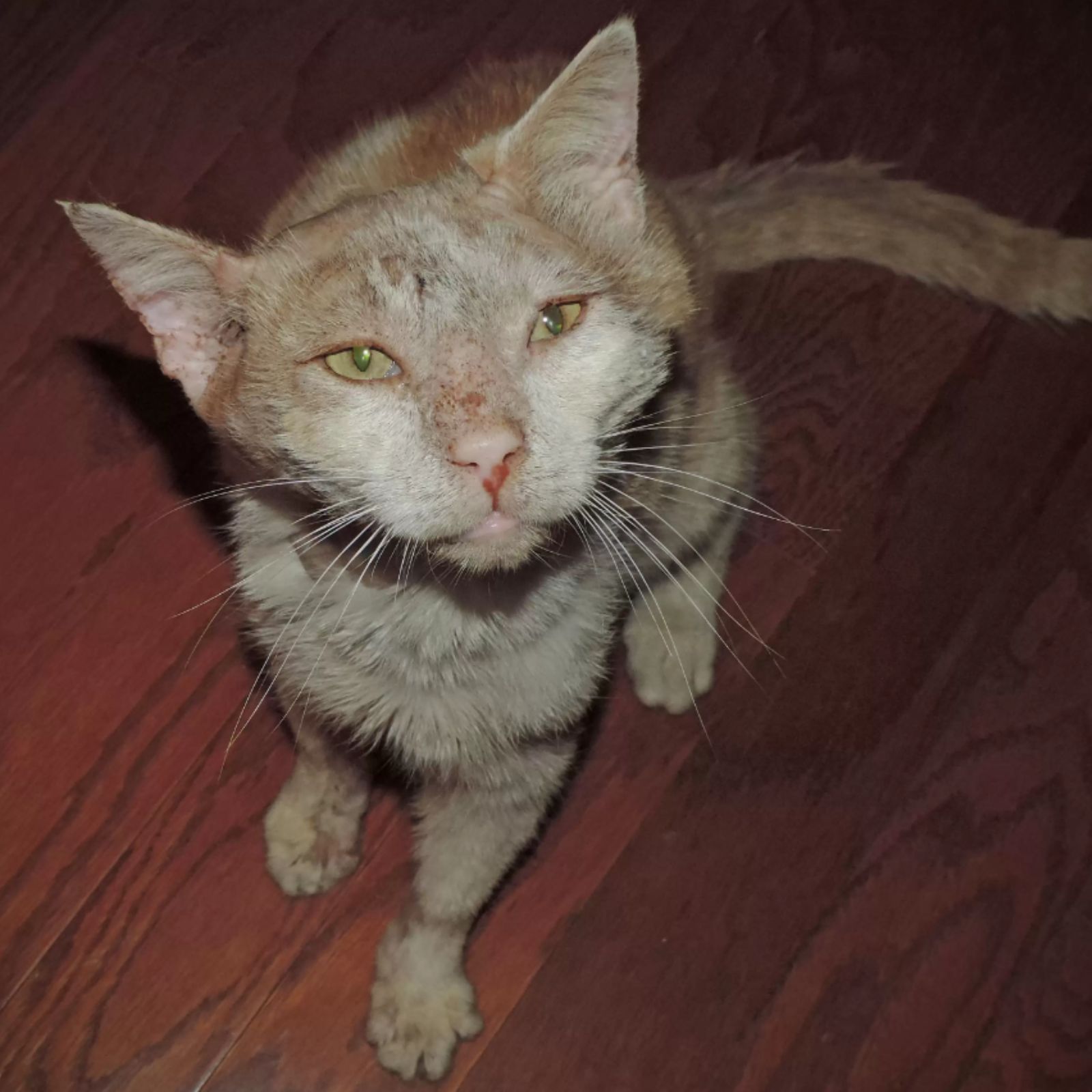 cat is looking at the camera