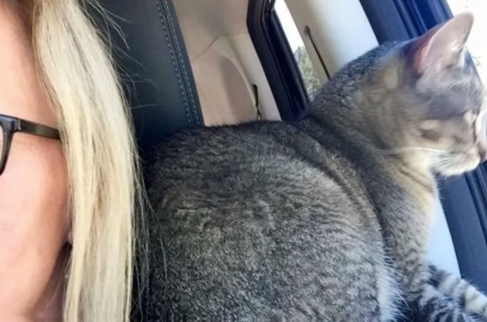 cat is looking out the car window
