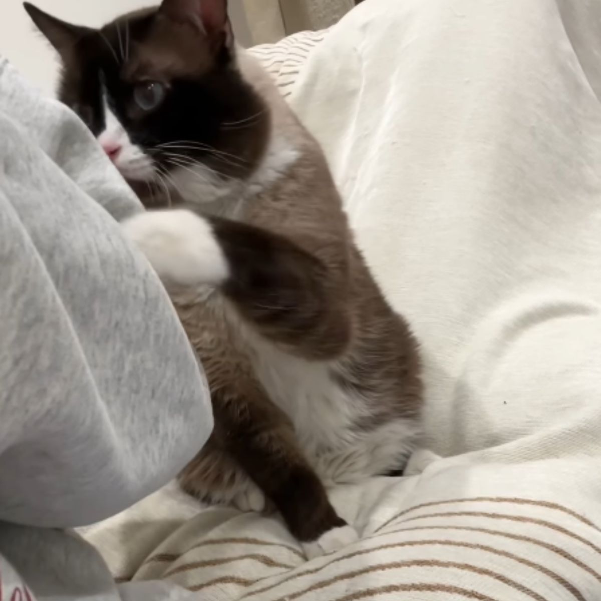 cat is looking where it came from