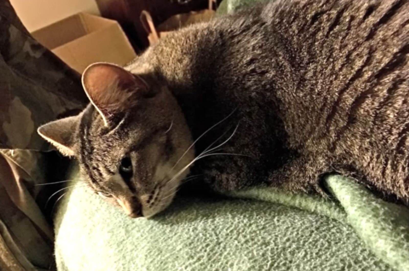 cat is lying and watching