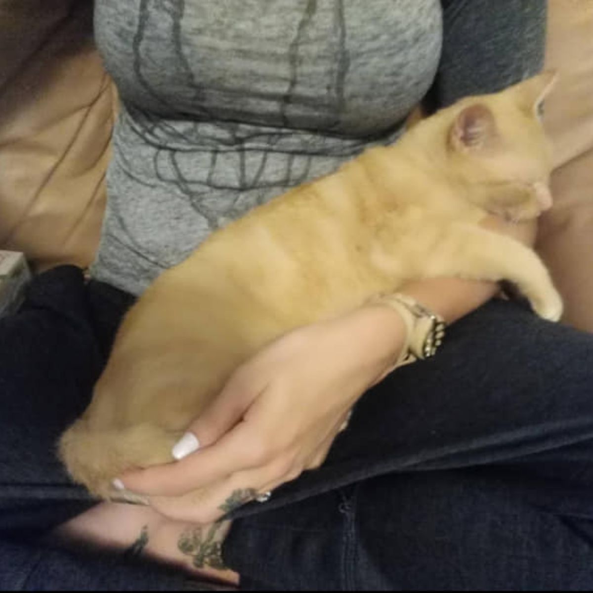 cat is lying in the woman's hands