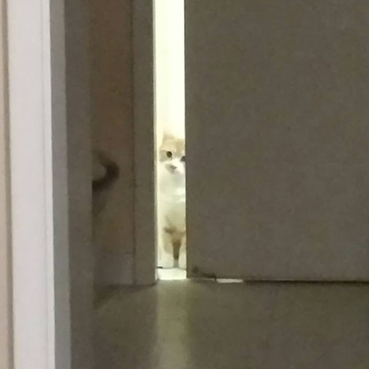 cat is peeking out from behind the door