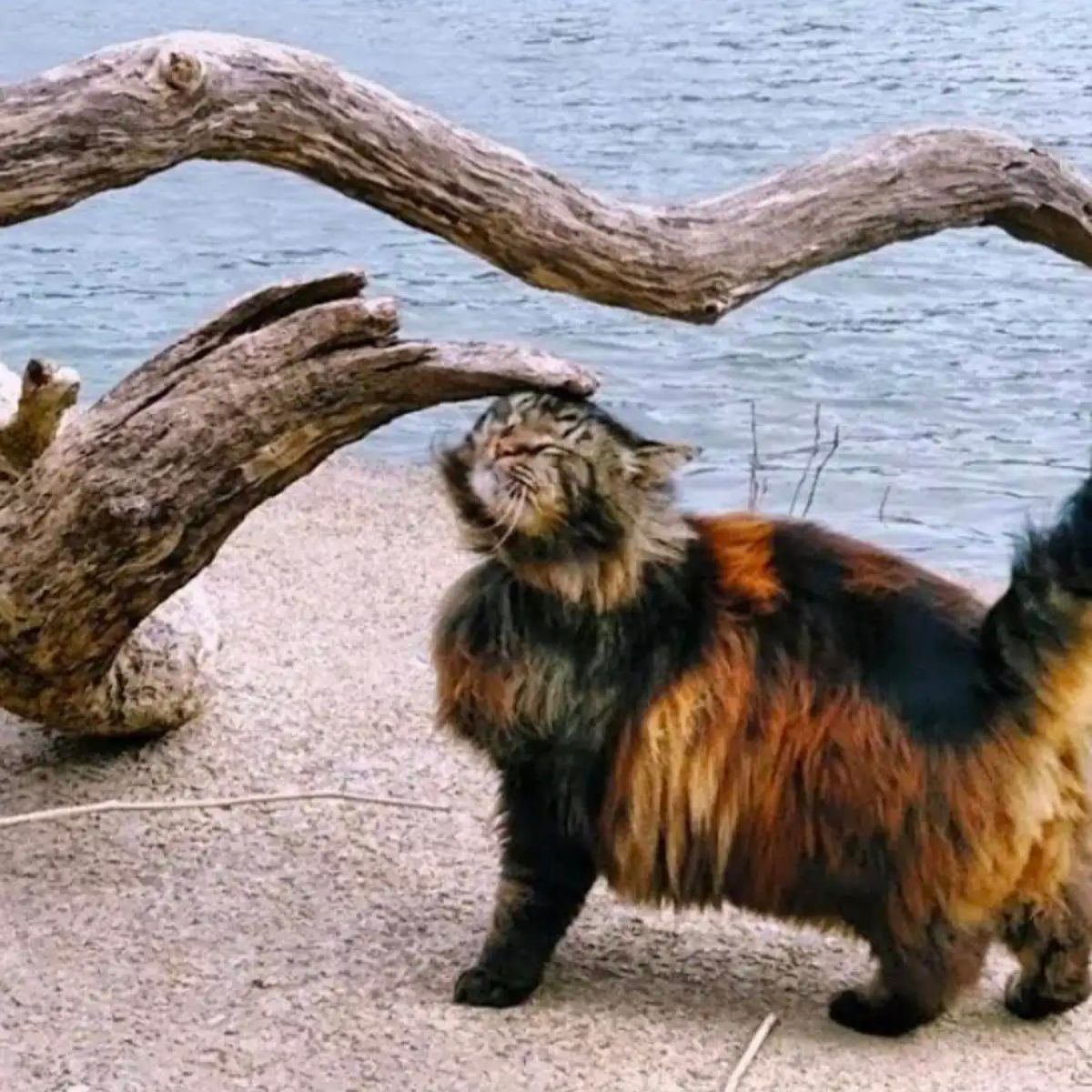 cat is petting the tree