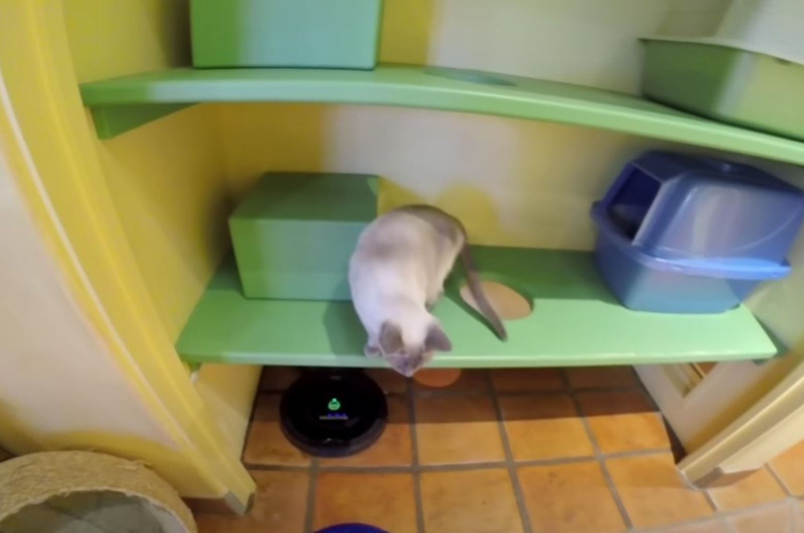 cat is playing on the shelves