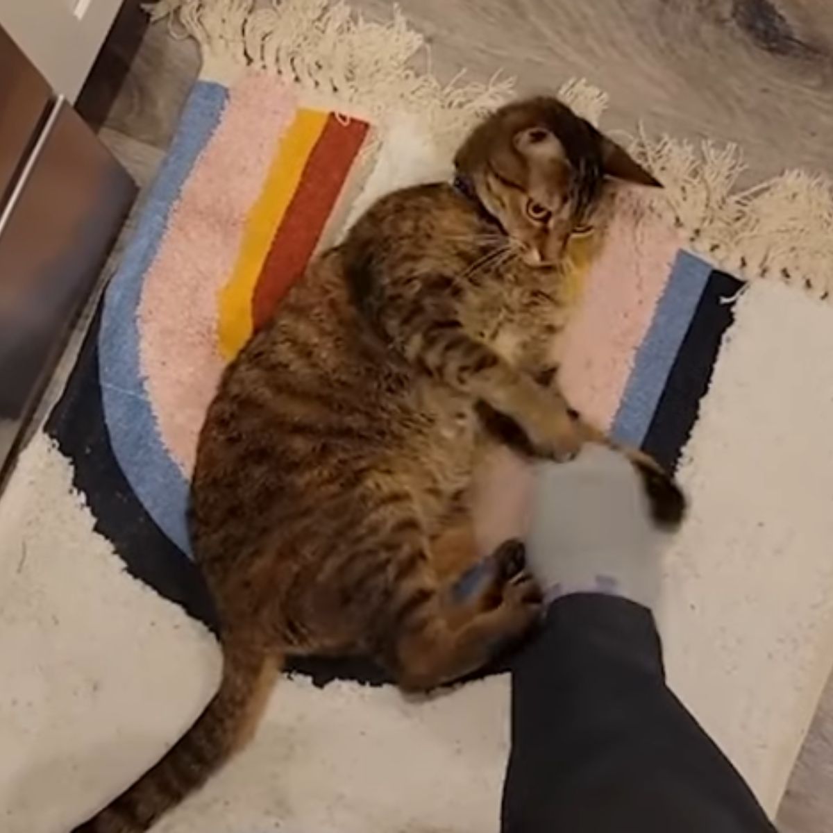 cat is playing with leg