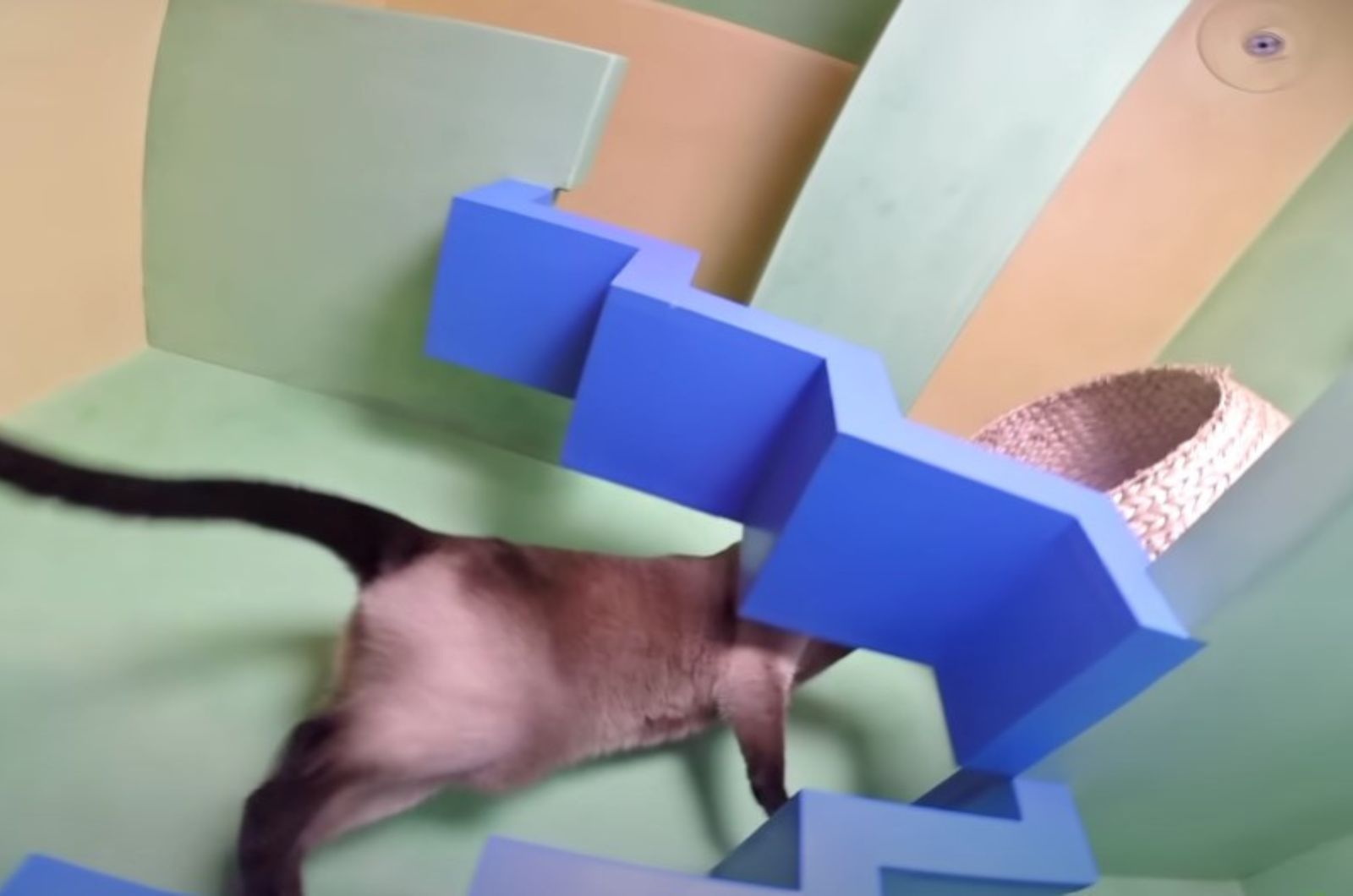 cat is playing