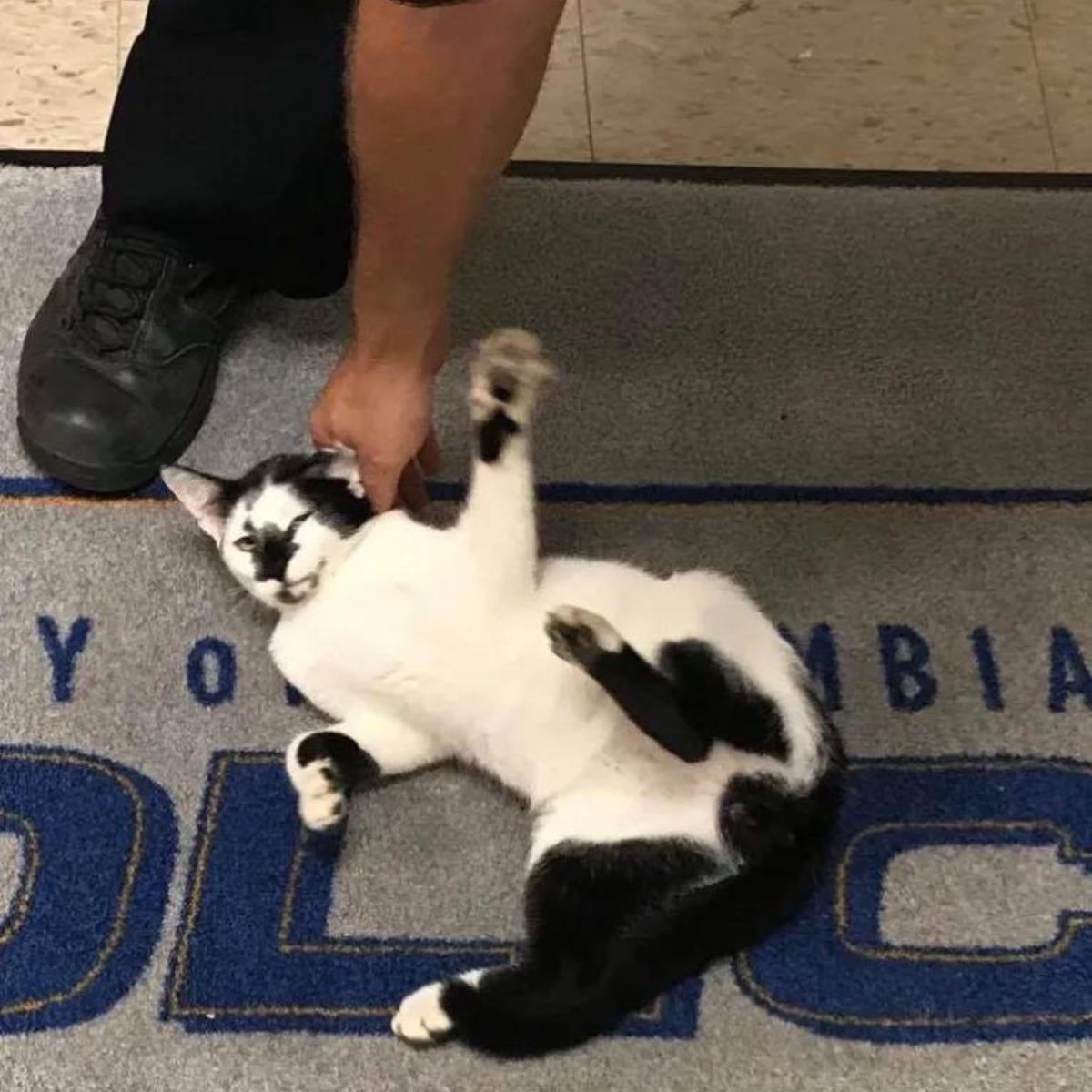 cat is rolling on the floor of the police station