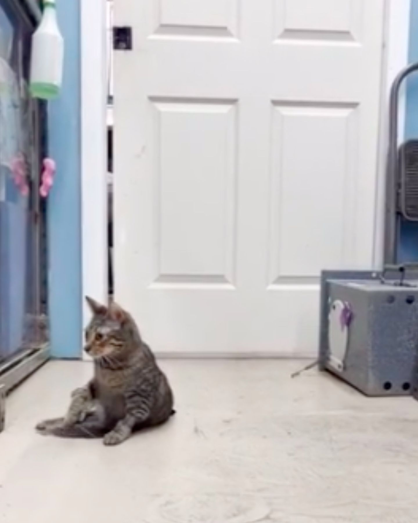 cat is sitting in the house where it was adopted