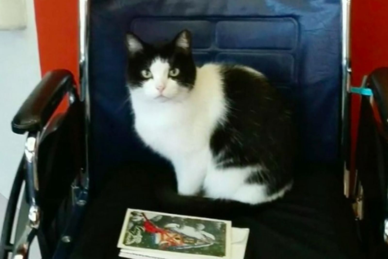 cat is sitting on the chair