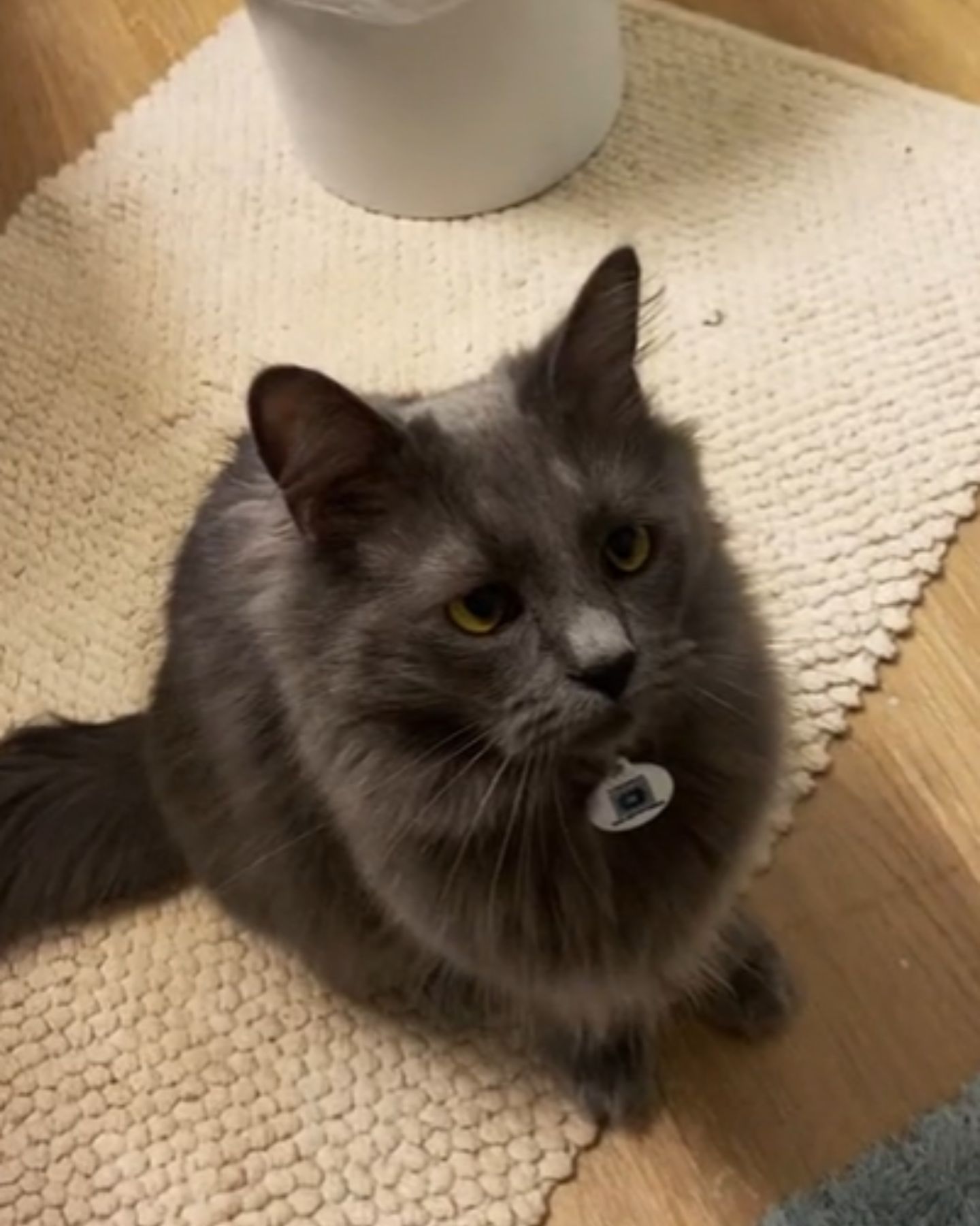 cat is sitting sadly