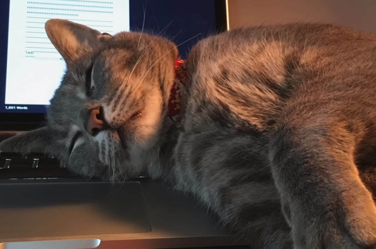 cat is sleeping on the laptop