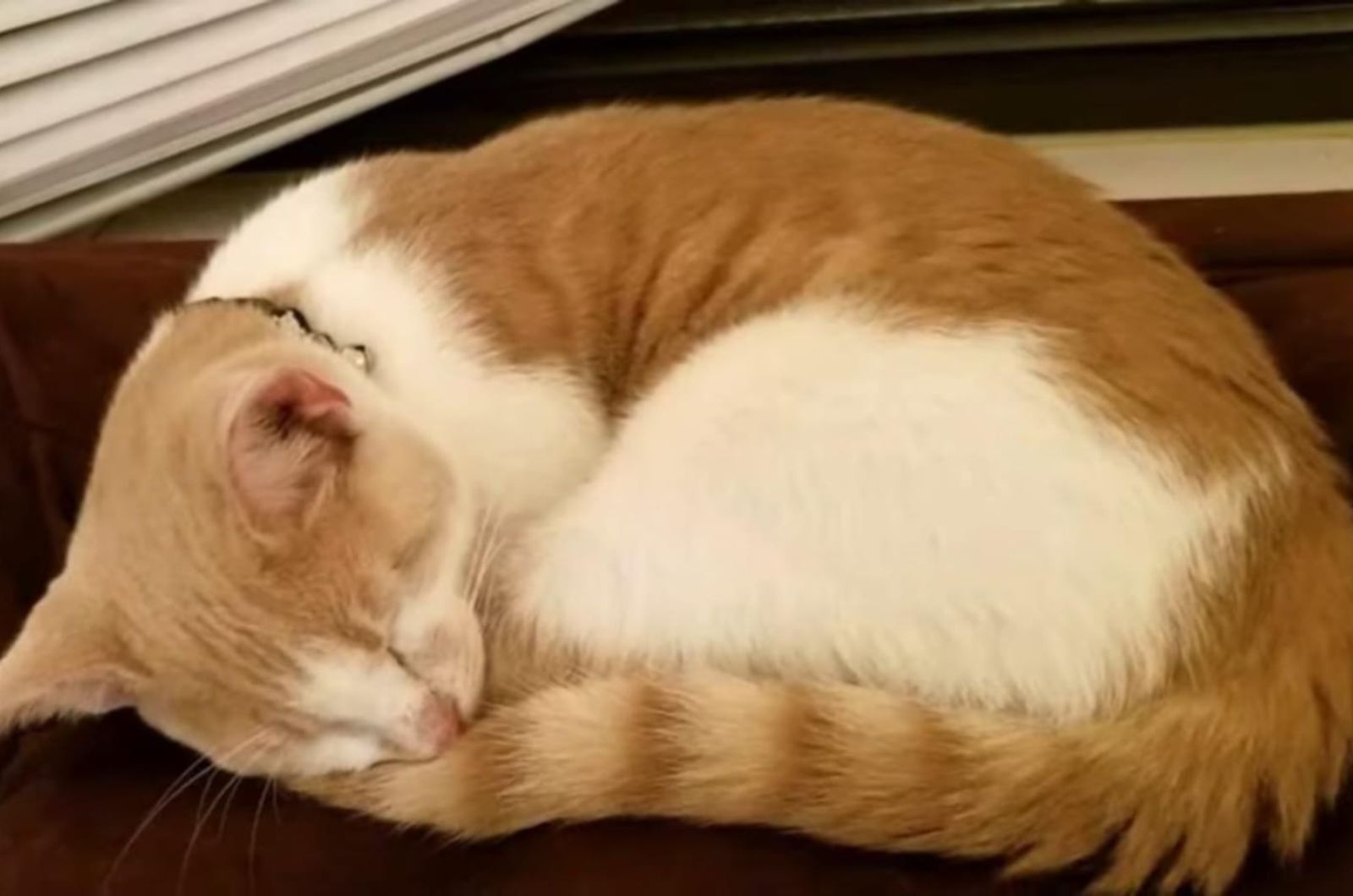 cat is sleeping peacefully