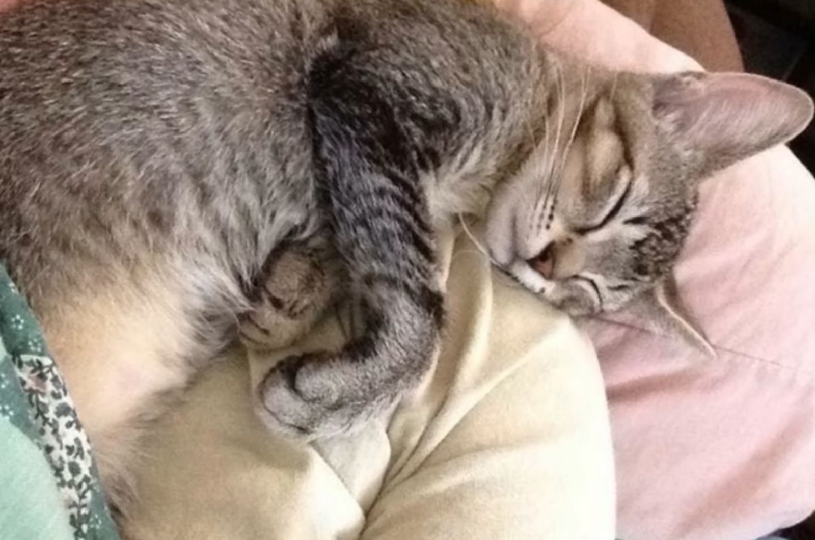 cat is sleeping soundly