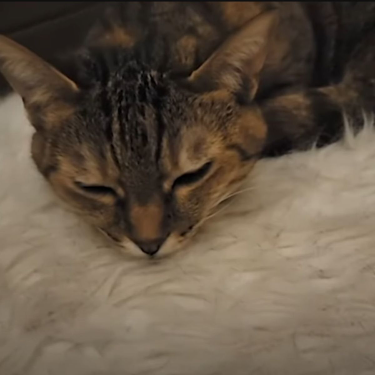 cat is sleeping