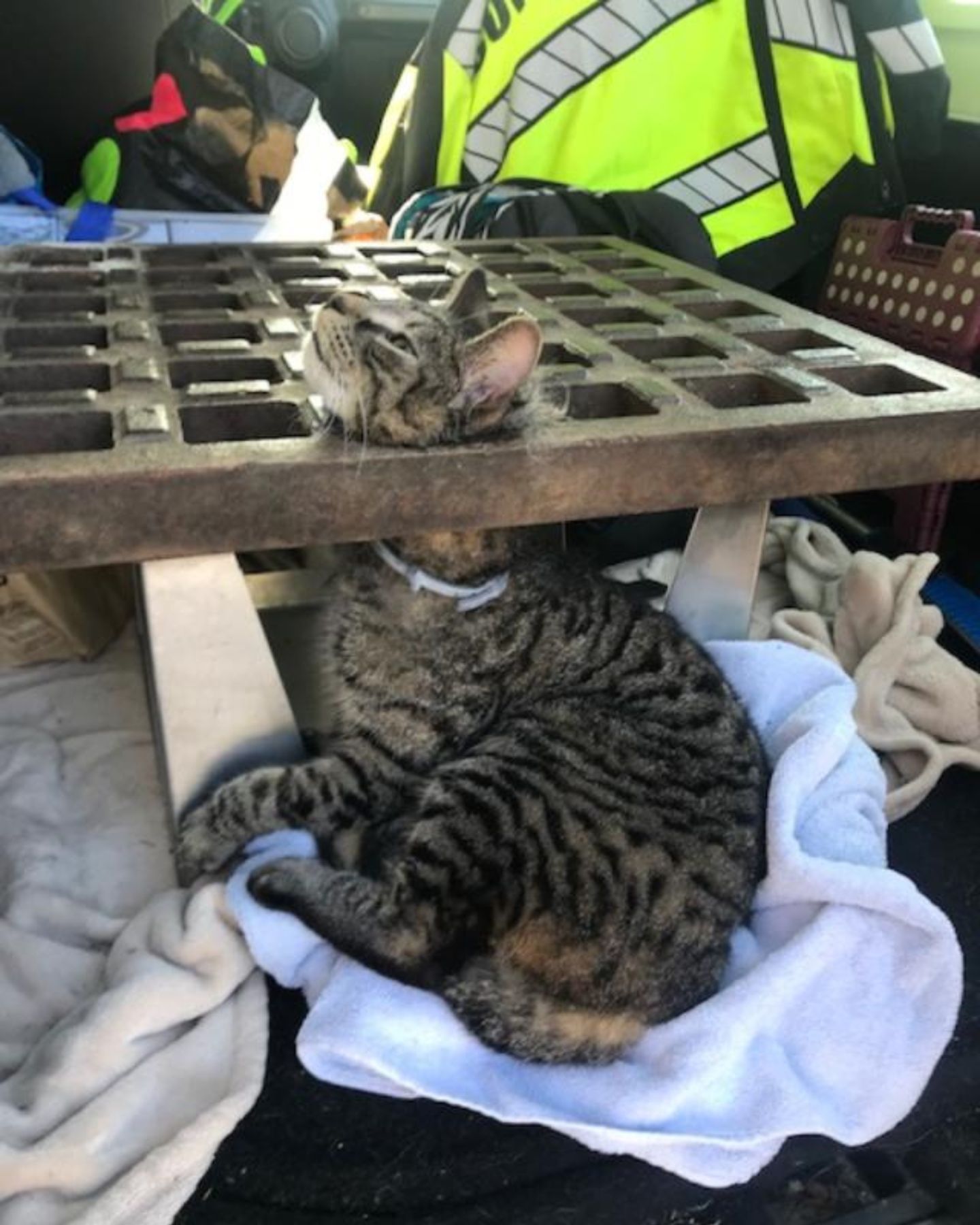 cat is waiting to be rescued
