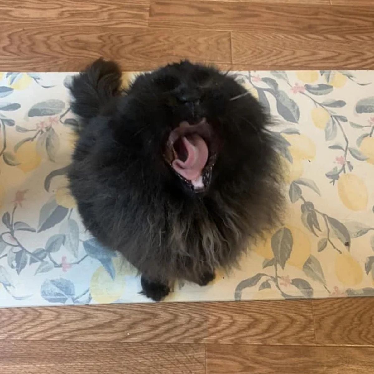 cat is yawning