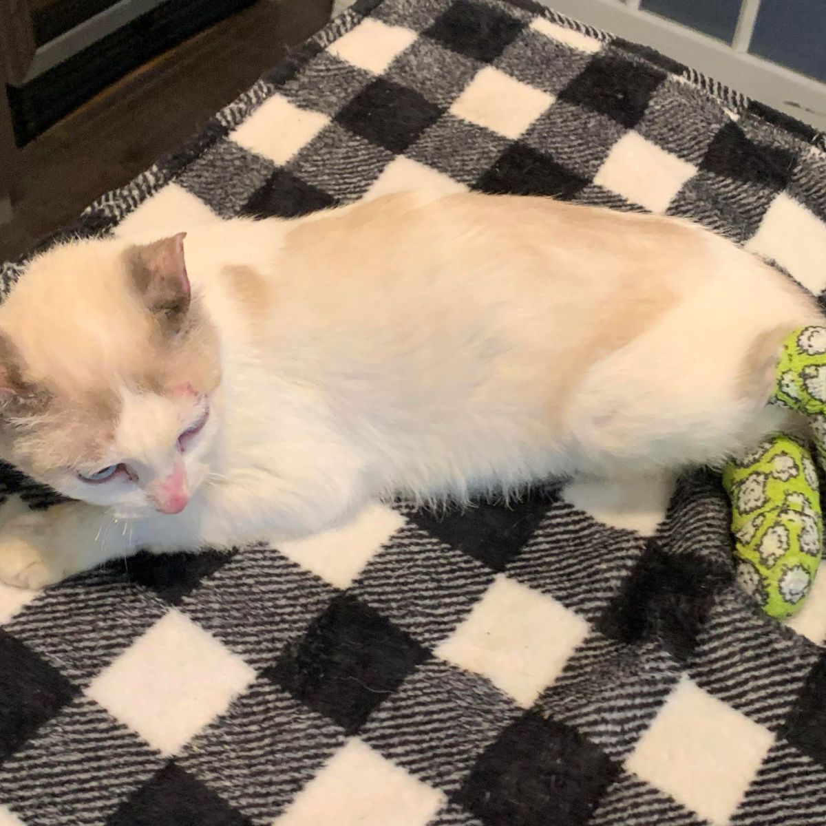 cat lies stressed after fire